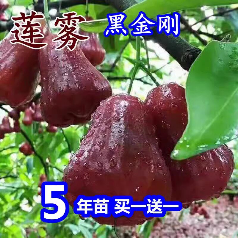 新品种台湾白莲雾苗黑糖芭比莲雾嫁接果树苗盆栽带土南北方可种植