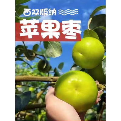 大青枣苗台湾大青枣苗树苗牛奶大苹果枣嫁接苗甜脆枣子苗当年结果
