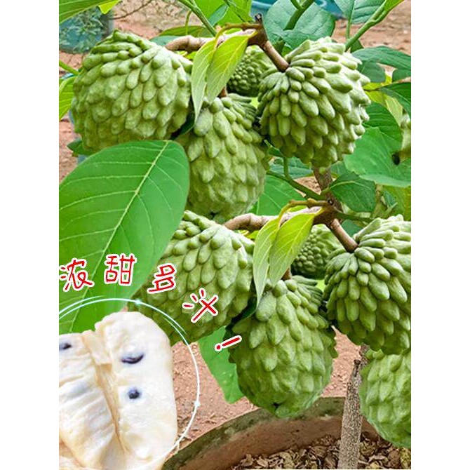 释迦果苗树嫁接台湾凤梨释迦苗特大牛奶释迦番荔枝林檎南方果树苗