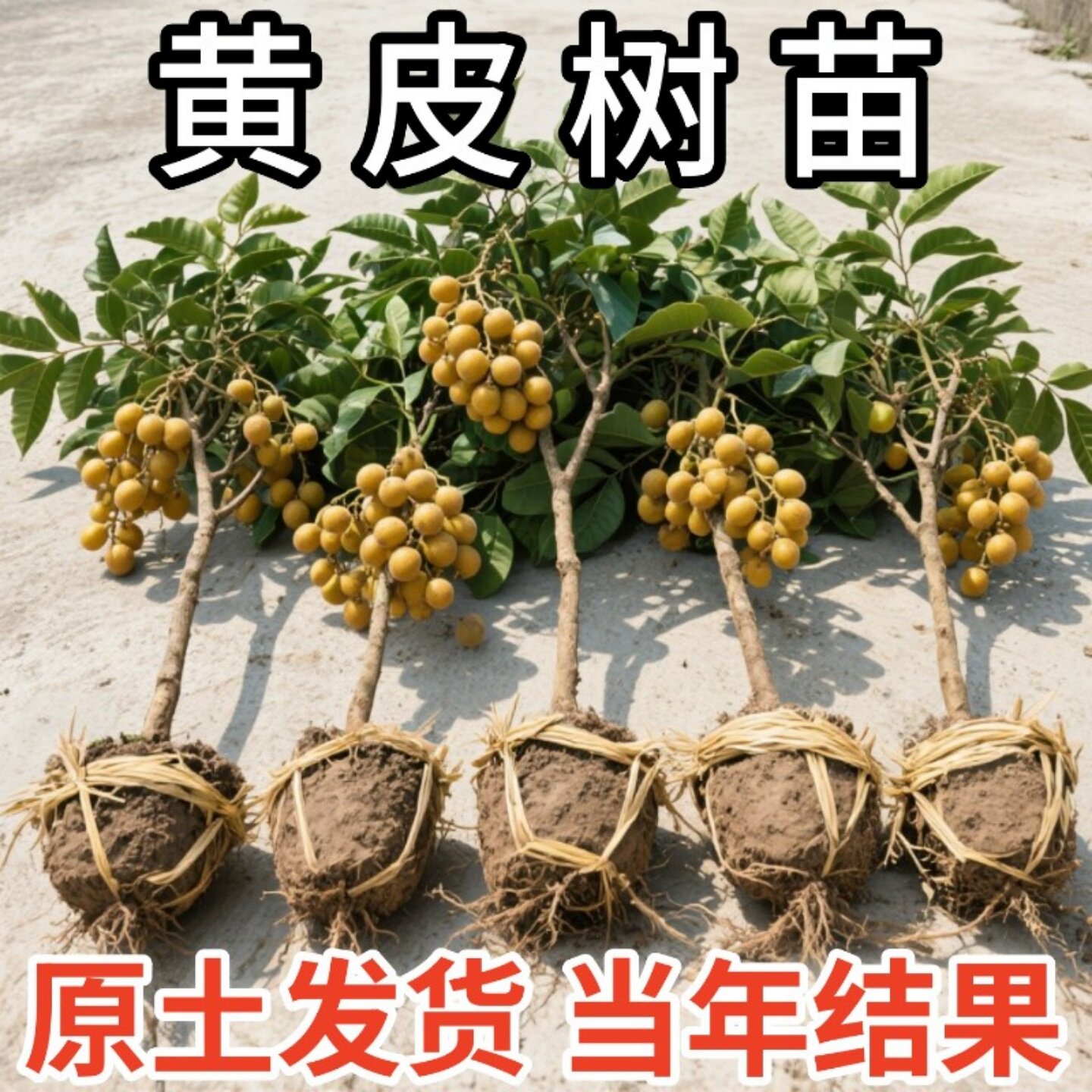 广西鸡心黄皮果树果苗纯甜正宗大苗带土带叶种植南方盆栽庭院地栽