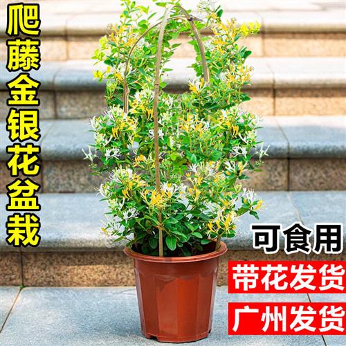 金银花树苗带花可阳台庭院爬藤绿植室内花卉盆栽易活四季开花