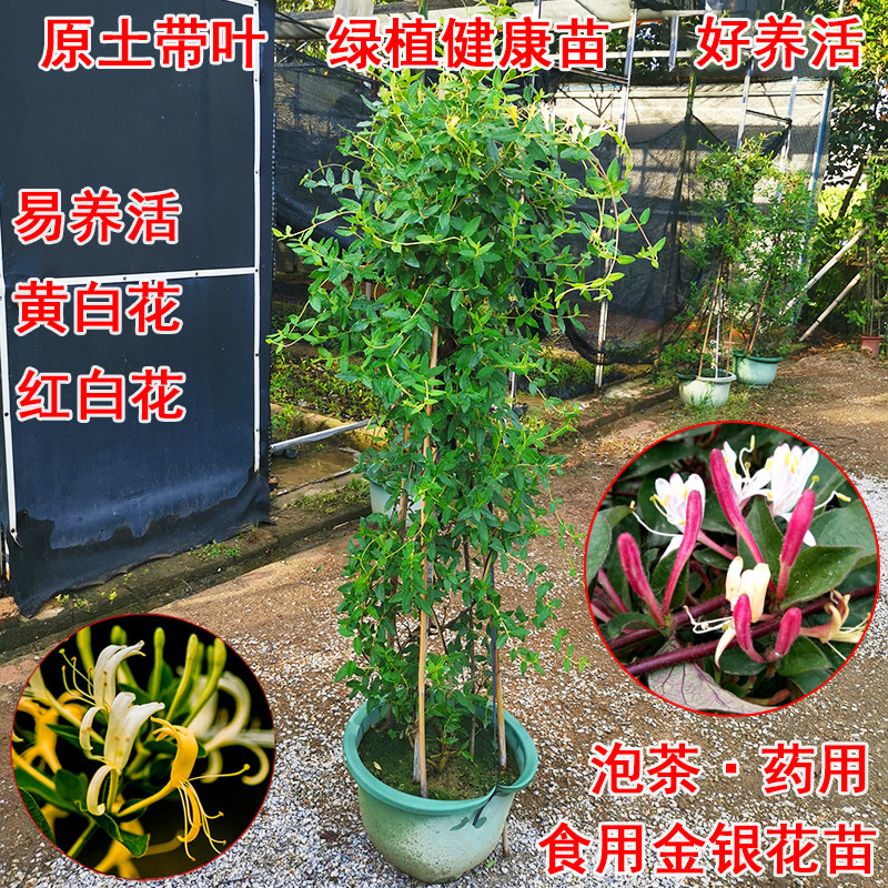 金银花树苗盆栽攀援绿植庭院爬墙花苗可食用爬藤植物庭院开花常青