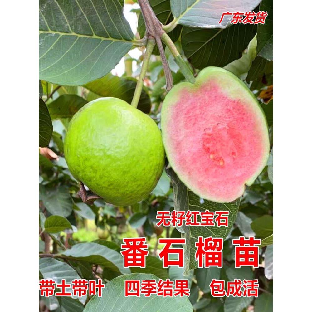 番石榴树果苗红心红宝石芭乐树苗四季结果嫁接果树果苗带土带叶