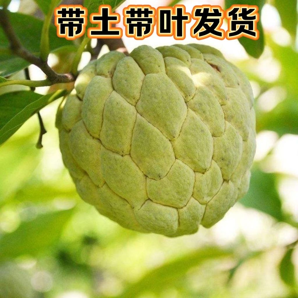 潮汕林檎果苗 番荔枝 凤梨释迦大颗果树 Ap牛奶 泰国大目榴莲释迦