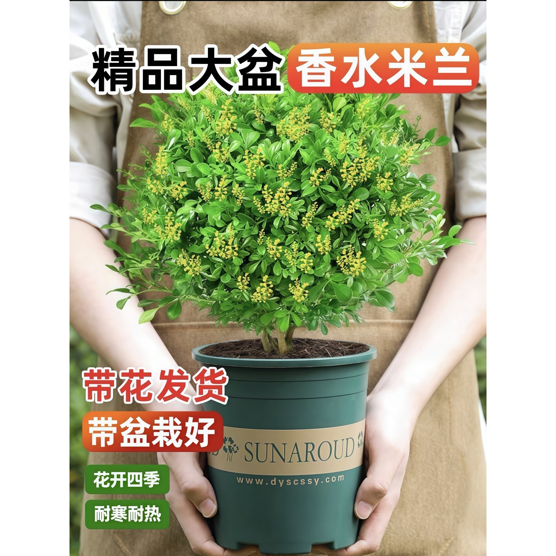 香水米兰花盆栽大盆带花苞浓香好养花卉植物室内四季常青驱蚊绿植
