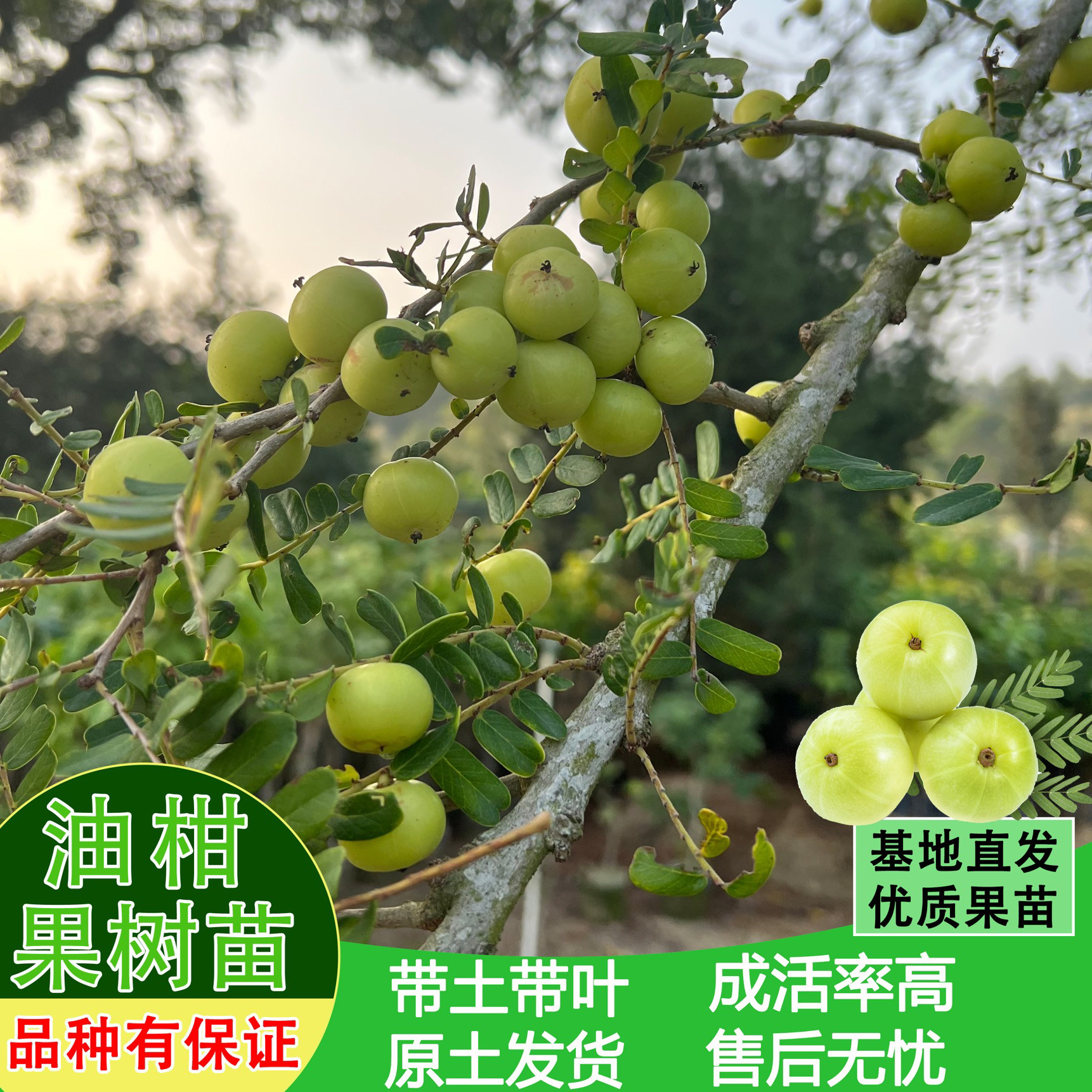 潮汕嫁接崩坎狮头特级甜种油甘树苗赤皮油甘果苗出口品质四季结果