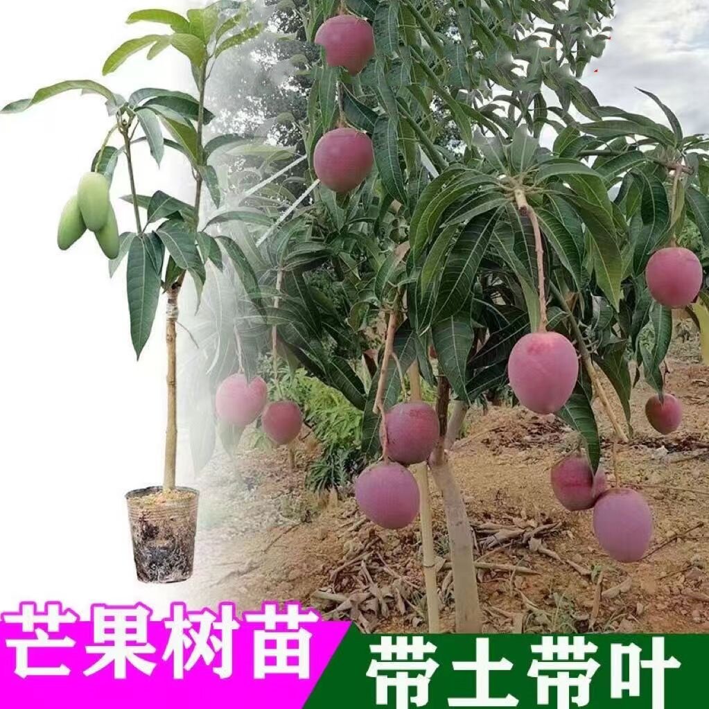 鸡蛋芒果苗金煌台农桂七四季红贵妃凯特澳芒嫁接树苗地栽盆栽带土