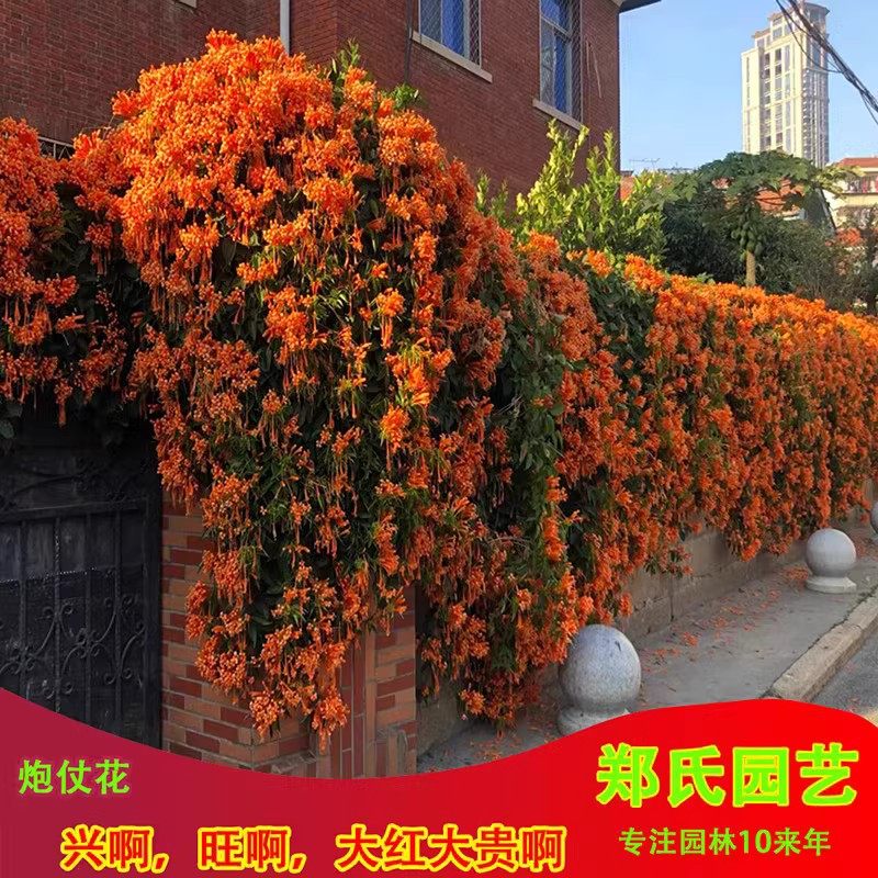 爬藤植物炮仗花苗盆栽四季常绿爬藤植物攀爬庭院围墙垂吊鞭炮花苗
