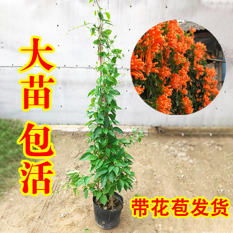 炮仗花苗爬藤植物垂吊凌霄花四季攀爬 牵藤爬墙庭院鞭炮花阳台