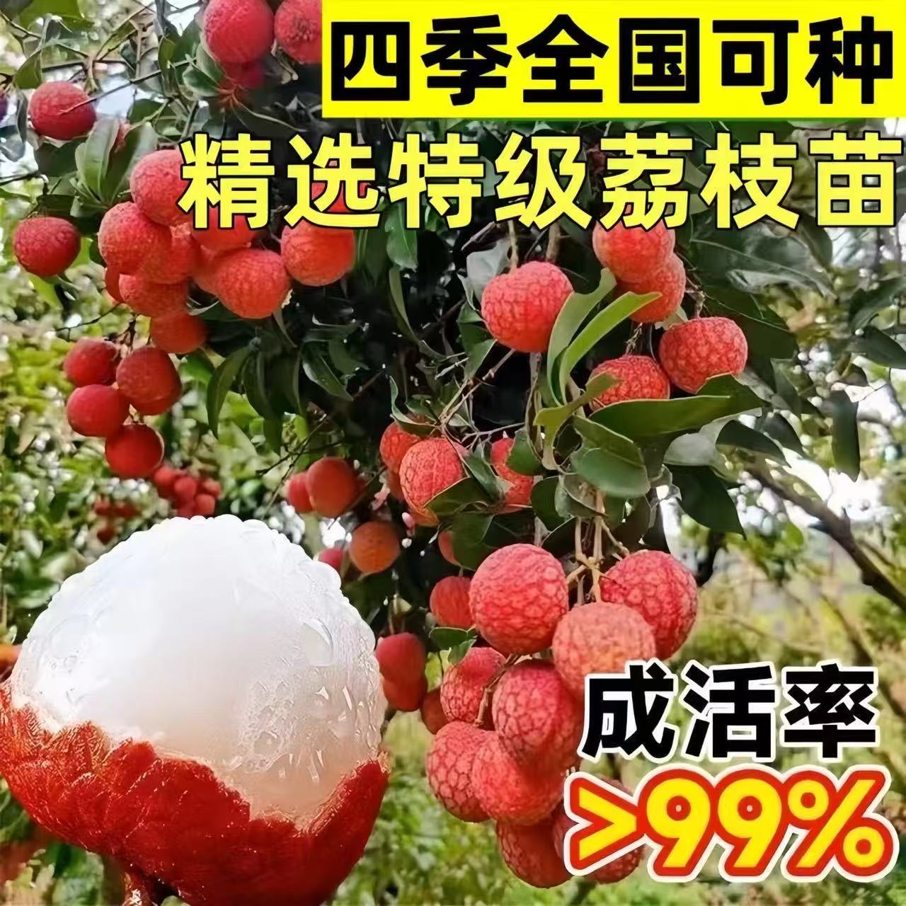 广西荔枝苗无核大果新鲜贵妃荔枝苗无籽种植果树苗当季果优质