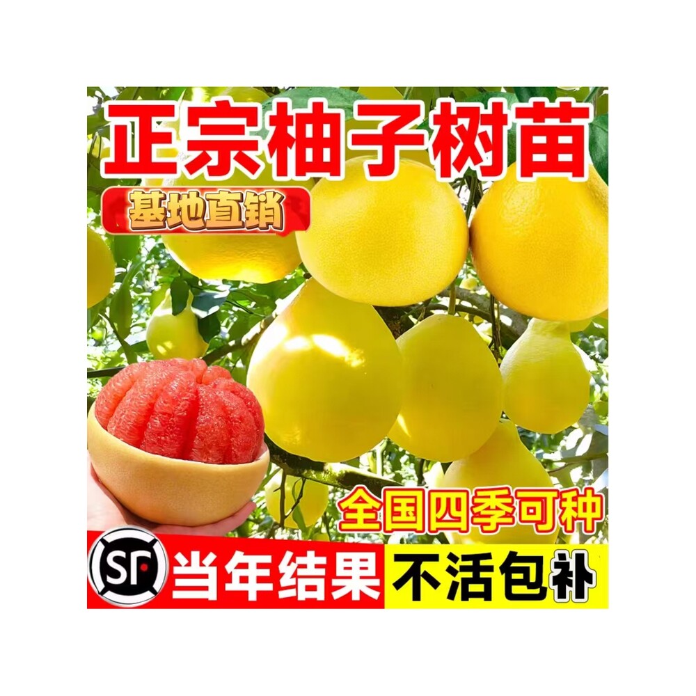柚子树苗果树果苗红心蜜柚广西大沙田柚庭院嫁接南方种植当年结果