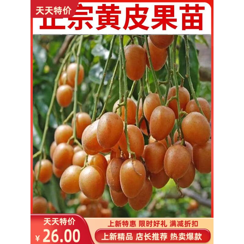 黑金刚黄皮苗郁南大鸡心无核冰糖良种嫁接苗南北方庭院天然水果苗