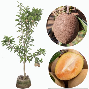 海南软枝人心果大果甜人参果苗南北庭院种植可盆栽带花或带果常绿