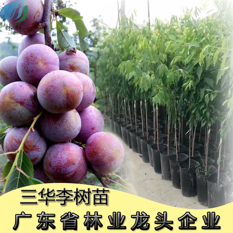 正宗三华李树苗嫁接早熟脆果树南北方种植当年结果
