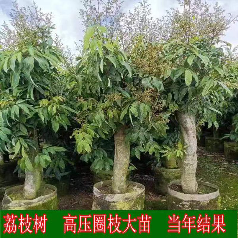 高压荔枝苗树桩荔枝树圈枝大苗妃子笑桂味仙进奉无核果树当年结果