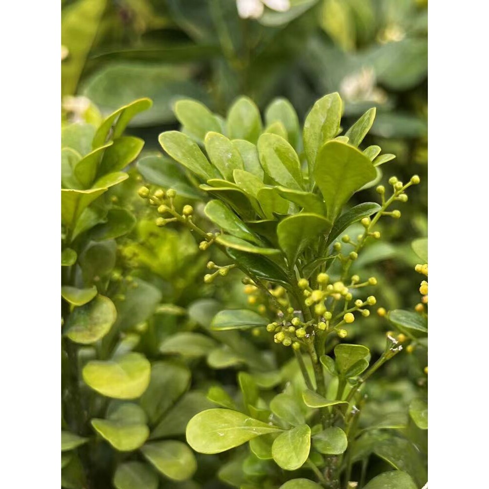香水米兰花室内带花苞花卉绿植开花时间长阳台庭院盆栽树苗