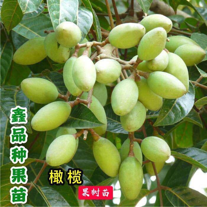 广东青橄榄苗黑榄果苗乌橄榄果树苗嫁接三捻当年结果带土带叶发货