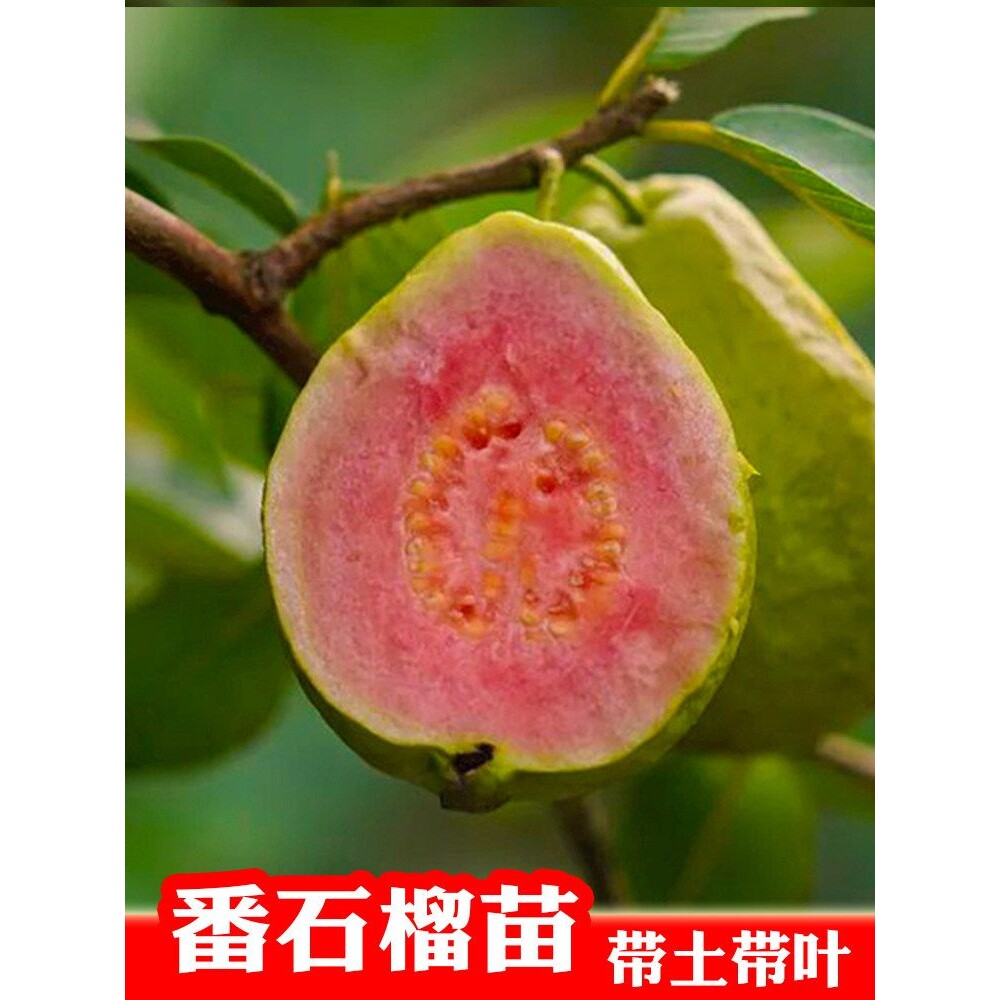 番石榴苗四季珍珠白肉红心芭乐少籽红宝石嫁接带土果树苗当年结果