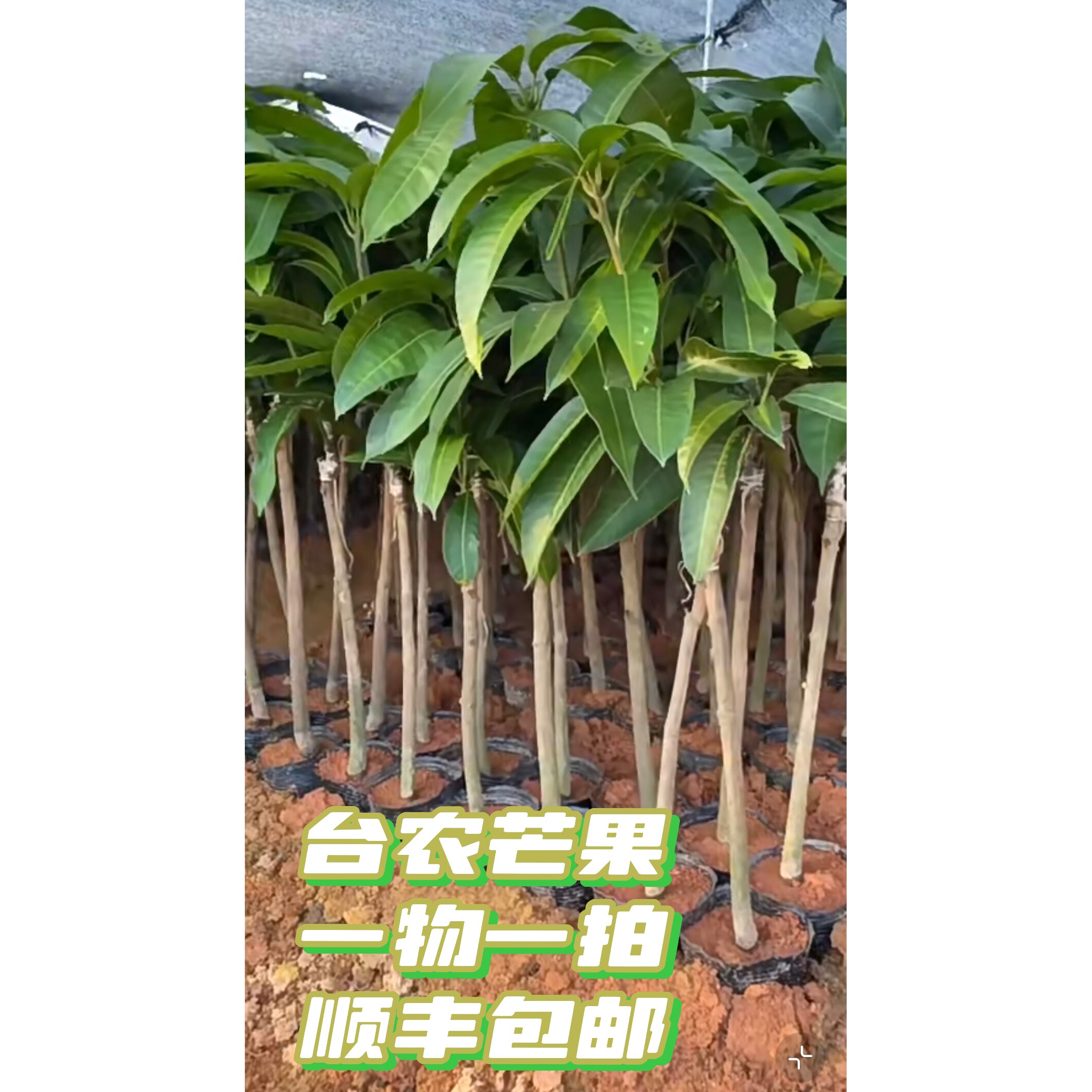 台农芒果树苗盆栽地栽庭院阳台种植果树苗