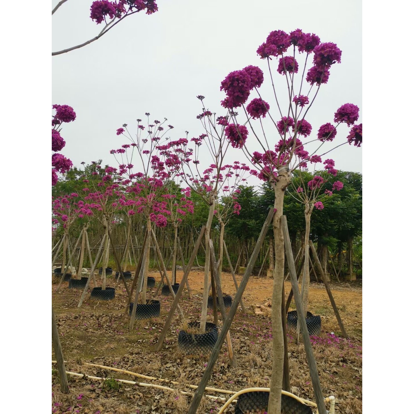 紫花风铃木 广东苗圃供应粉花红花枫铃木假植苗 大绣球风铃木树苗