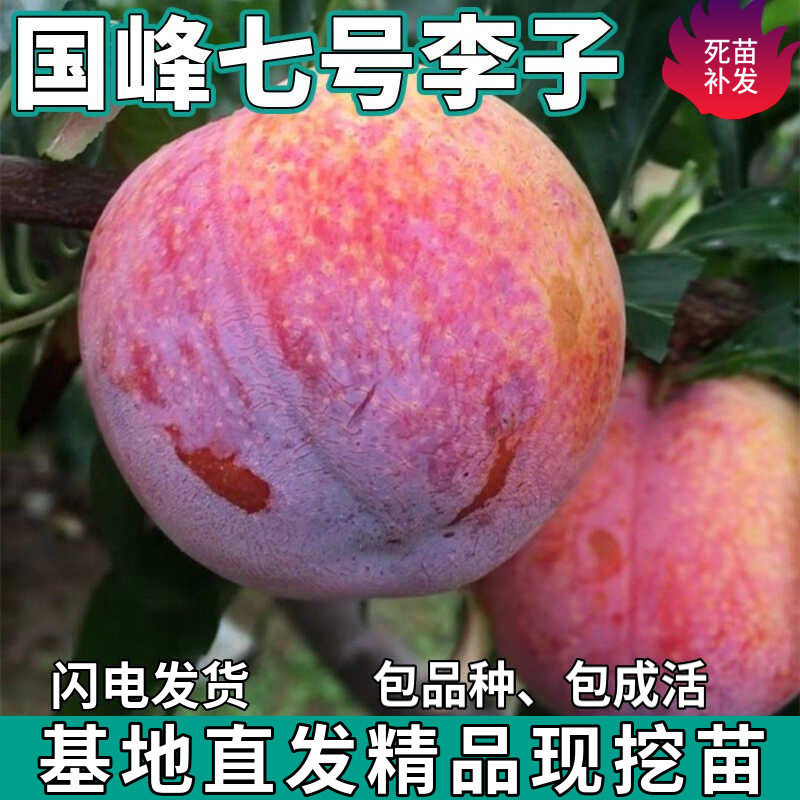 国峰七号李子树苗南北方地栽庭院盆栽种植特大嫁接李子苗当年结果