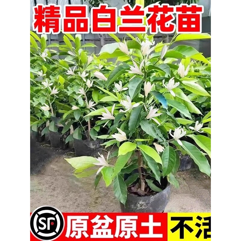 白兰花玉兰树苗花卉植物室内庭院绿植黄角兰盆栽易活四季开带花苞
