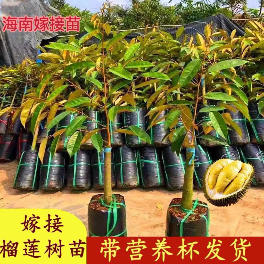 爆款海南进口嫁接金枕榴莲苗猫山王榴莲苗黑刺榴苗