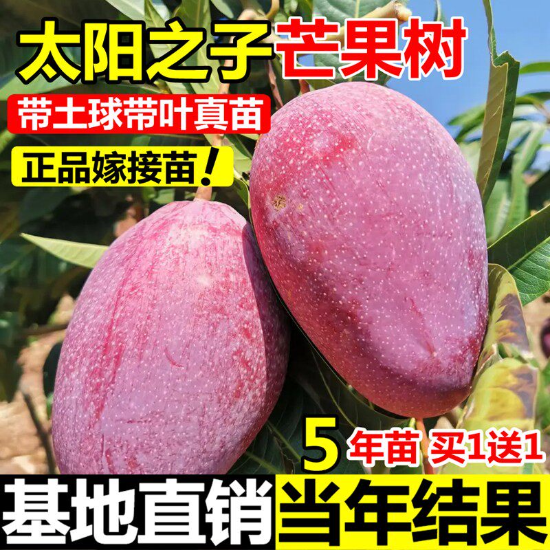 太阳之子芒果苗嫁接四季芒金煌芒贵妃芒果苗树盆地栽庭院当年结果