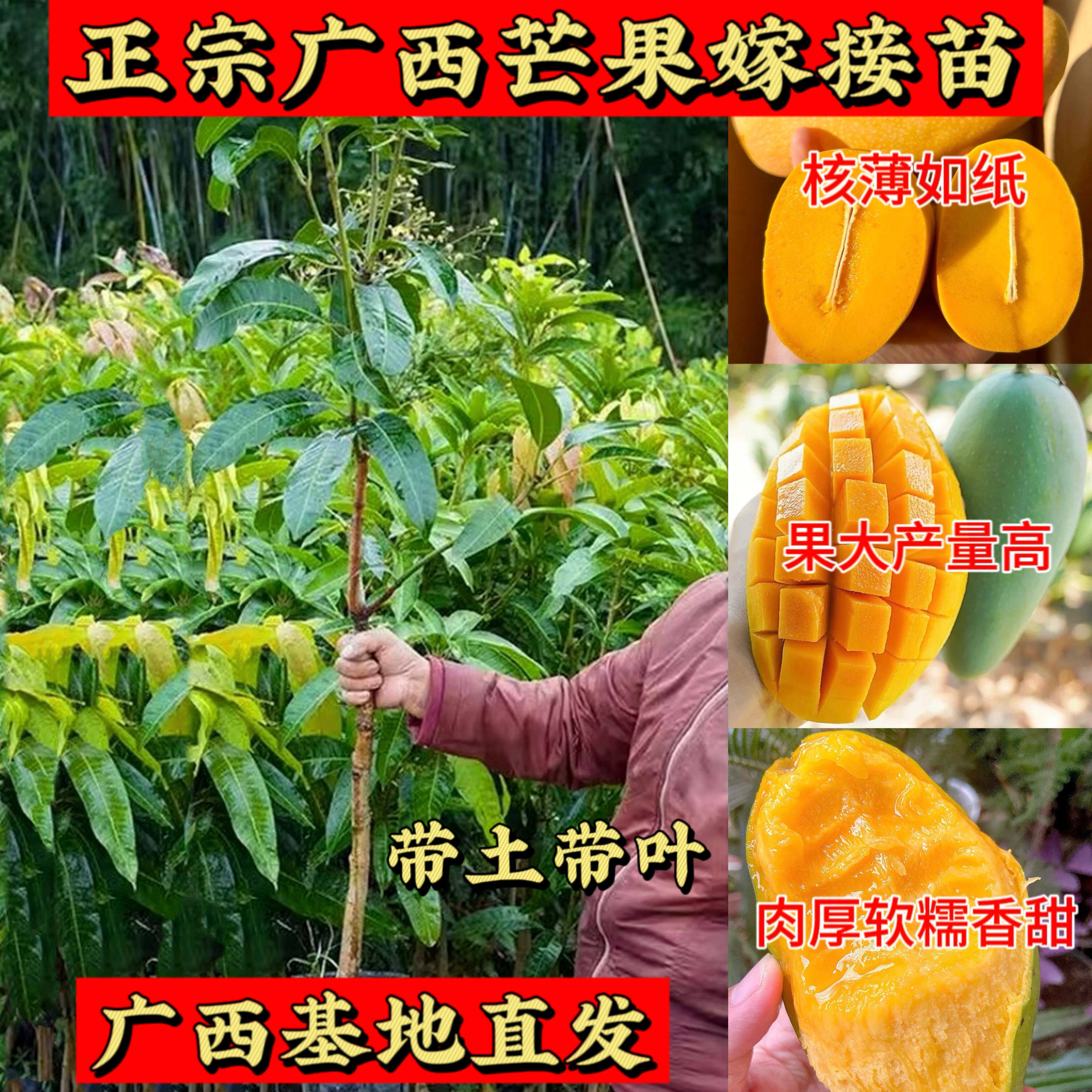 芒果树苗嫁接苗四季金煌芒贵妃芒果苗树盆栽矮化庭院阳台当年结果