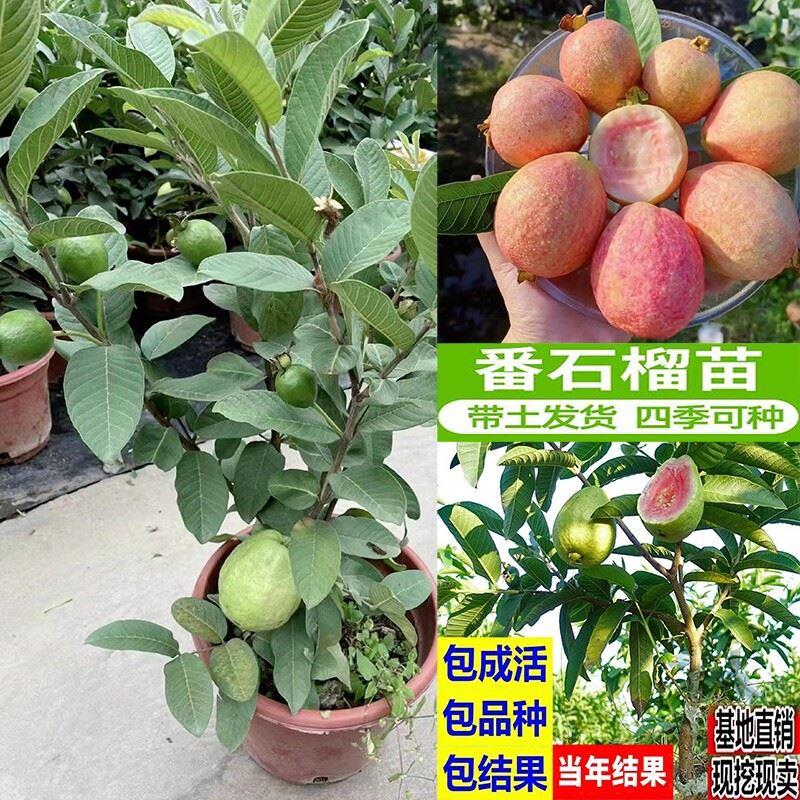台湾珍珠番石榴白心红心帝王芭乐四季水果树苗正宗嫁接番石榴苗树