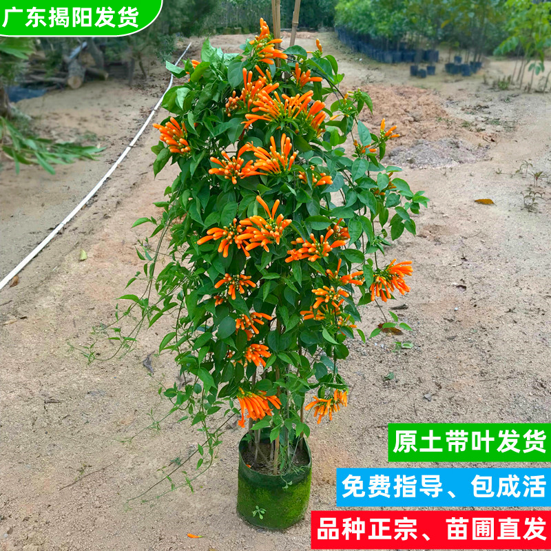 炮仗花苗爬藤植物鞭炮花爬藤四季常青阳台庭院攀爬易养绿植盆栽,鲜花速递/花卉仿真/绿植园艺,果树,淘宝优惠券,粉丝福利购,淘宝优惠卷