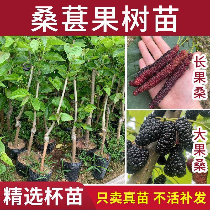 桑葚果树桑果四季台湾大十长果大果桑子盆栽庭院阳台高产水果苗木