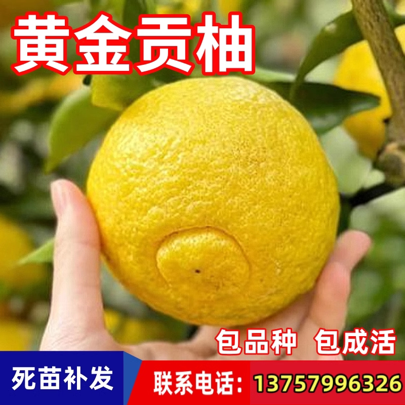 黄金贡柚树苗南北方庭院绿化盆栽耐寒地栽嫁接春香柚子苗当年结果
