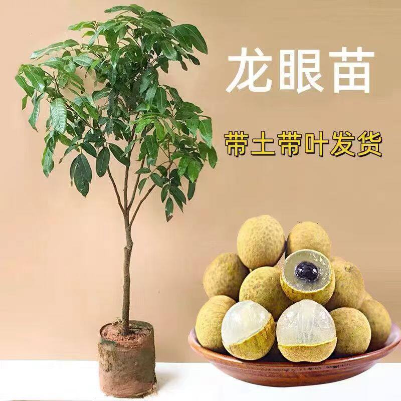 精品石硖龙眼树苗带土带叶储良龙眼树苗盆栽地栽嫁接果树龙眼树苗