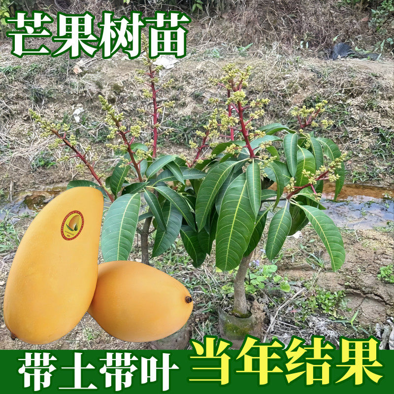 金煌芒树苗水仙芒果苗嫁接苗南北方种植盆栽地栽庭院当年结果带土