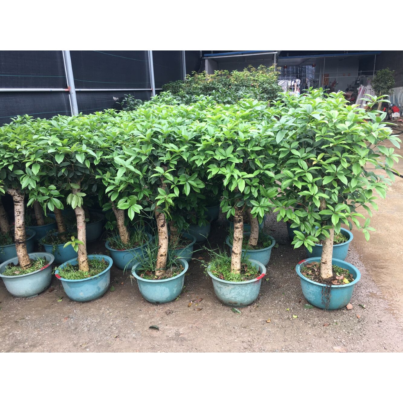 桂花盆栽植物室内花卉四季桂树客厅开花浓香庭院好养净化空气