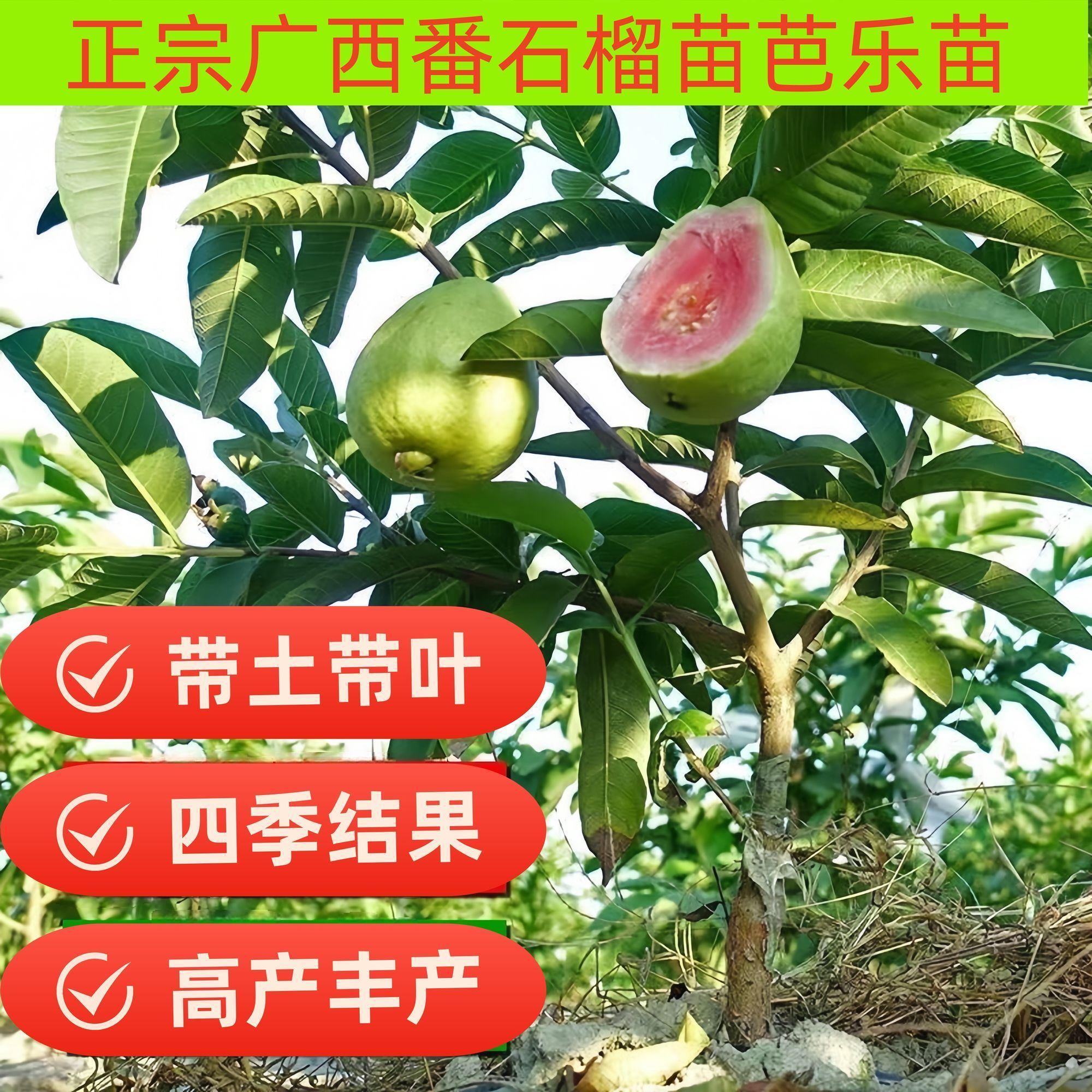 四季番石榴树苗胭脂红西瓜芭乐珍珠白番石树苗庭院地栽当年结果