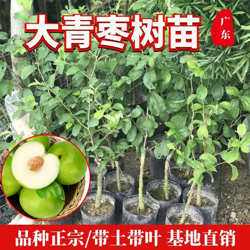 台湾大青枣果树苗正宗蜜丝枣嫁接苗南北方种植庭院盆栽当年结果