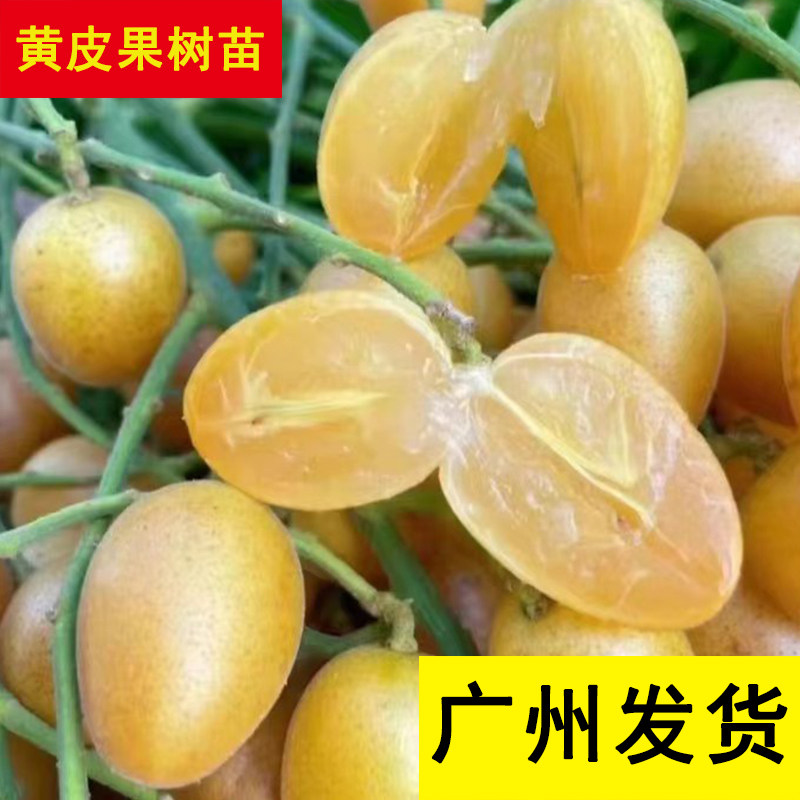 农科院当年结果嫁接南方种植黄皮果树苗无核鸡心庭院盆地栽带土带