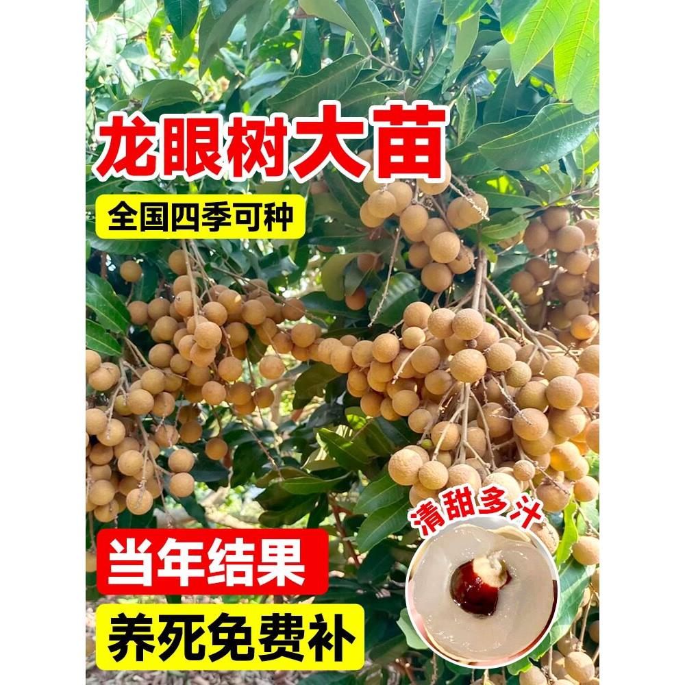 龙眼树苖嫁接盆栽水果树苗储良桂圆石硖南方四季种植地栽当年结果