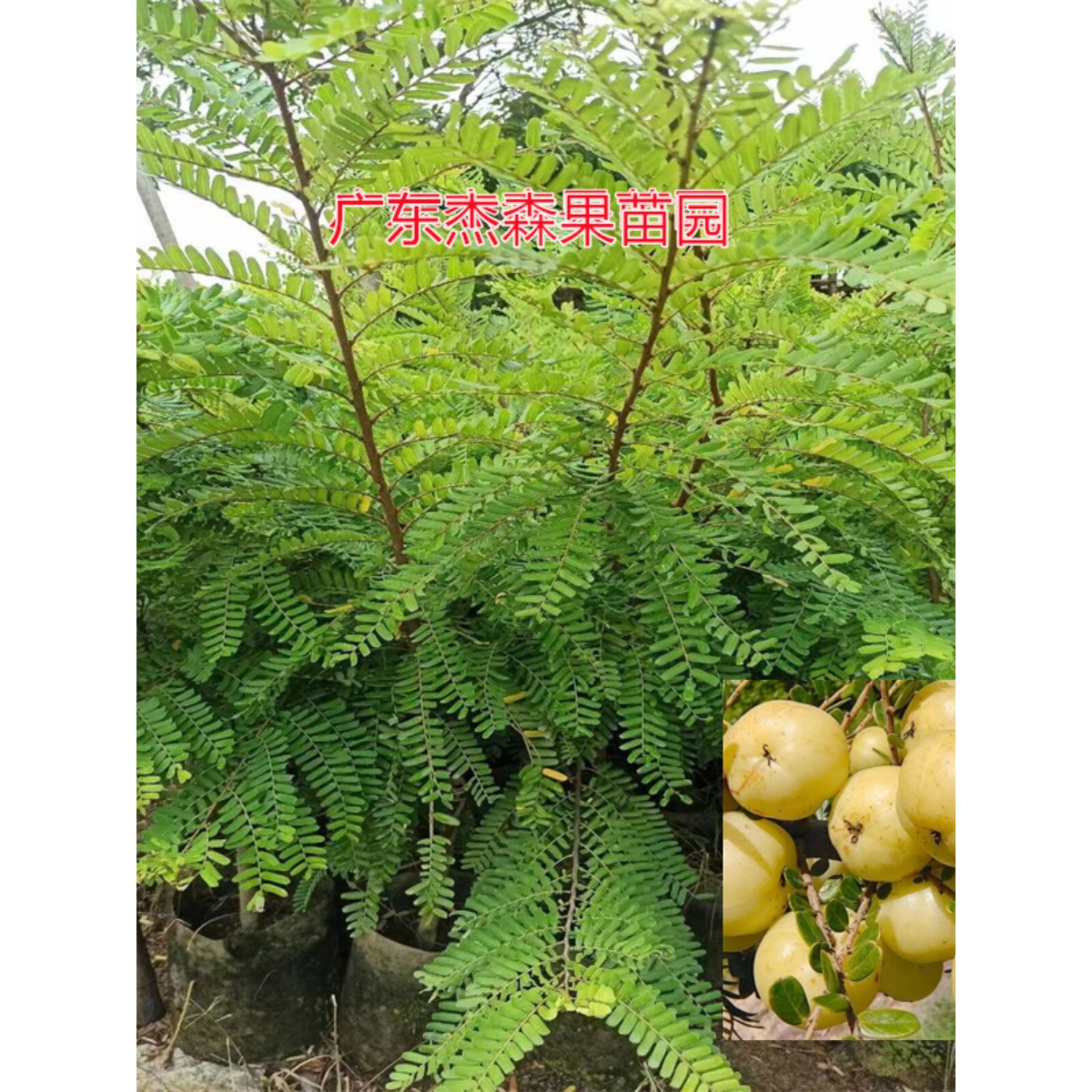 潮汕油甘果苗嫁接崩坎甜种油柑苗柿饼甜油甘树苗余甘果子大果甘甜