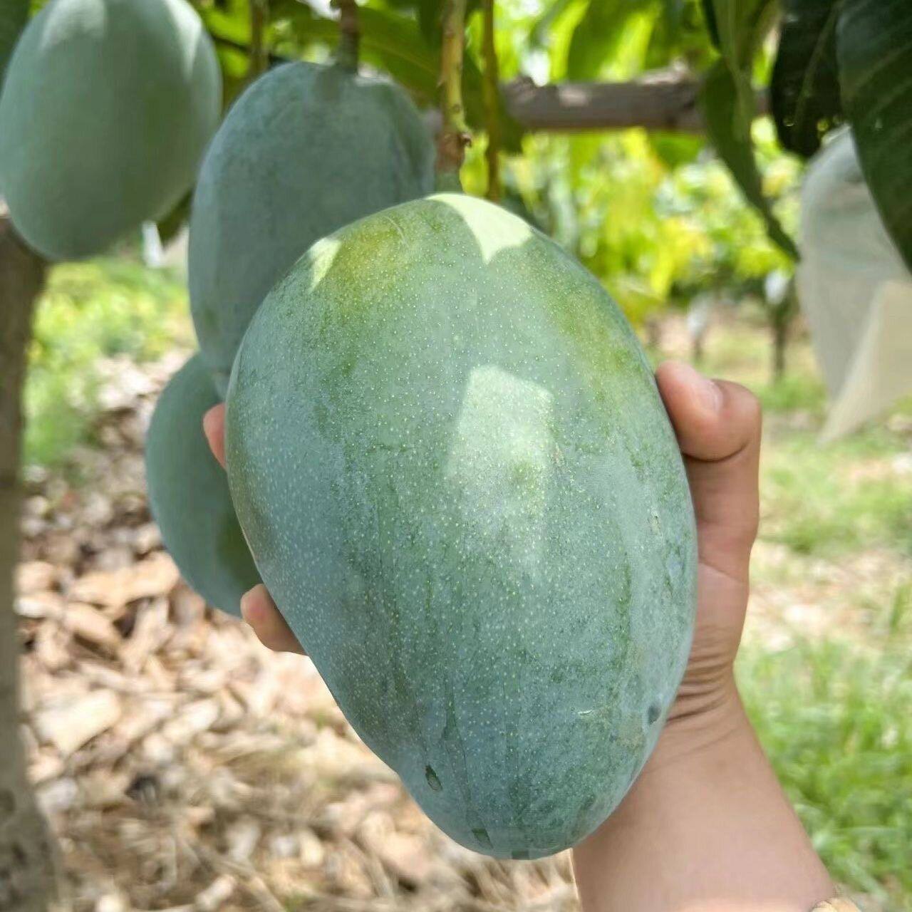 云南大青芒果苗金煌芒果树苗嫁接苗四季矮化带土带叶盆栽南方种植