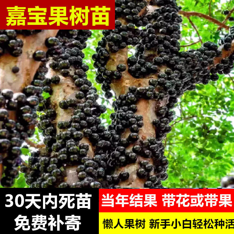树葡萄苗果树嘉宝果苗正宗沙巴加宝果艾斯卡红妃四季庭院种植盆栽