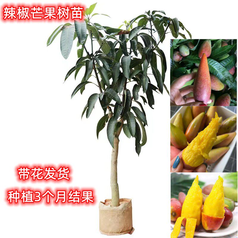 嫁接小辣椒芒果苗树四季芒果树苗贵妃芒果树苖当年结果地栽盆栽