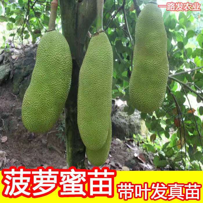 菠萝蜜苗树苗马来西亚1号黄肉泰国红肉嫁接苗菠萝苗四季菠萝庭院