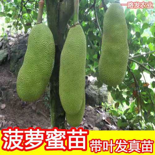 菠萝蜜苗树苗马来西亚1号黄肉泰国红肉嫁接苗菠萝苗四季菠萝庭院