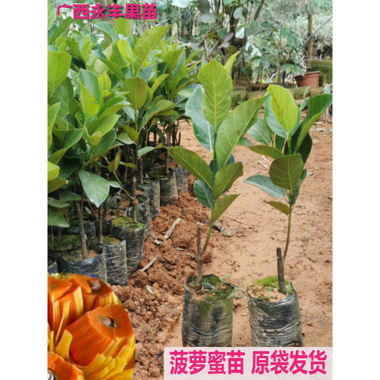 营养土杯果树苗红肉12号1号8号菠萝蜜苗长孟尖榴莲苗印尼红