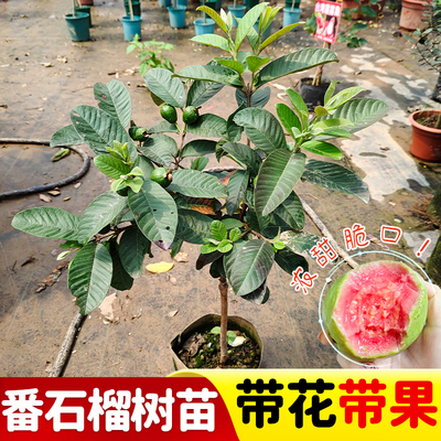 精品番石榴大苗白心软糯香甜红心芭乐红宝石番石榴树苗盆栽地栽
