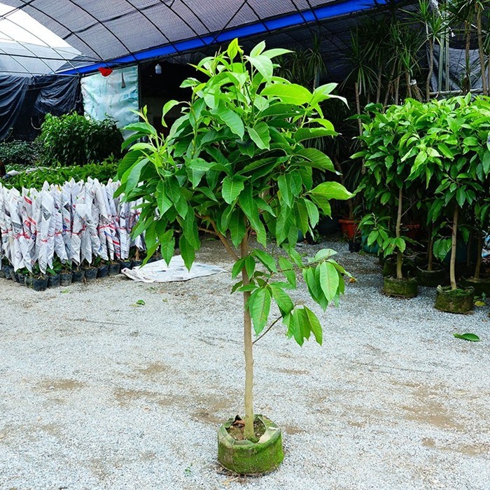 白兰花玉兰树苗花卉植物室内庭院绿植易活带花苞四季开黄角兰盆栽