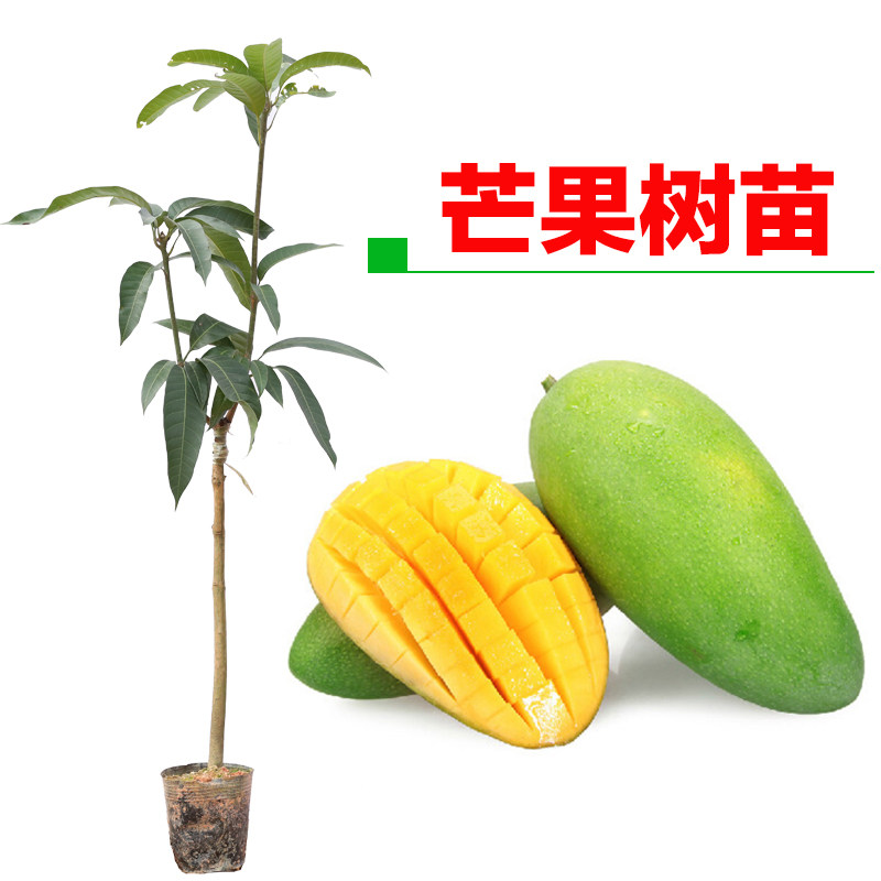 芒果苗嫁接金煌芒果大2400克四季蜜芒澳芒果树苗盆栽当年结果包邮